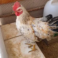 خروس محلی و جوان