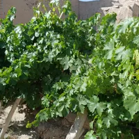 راهنمایی لطفن