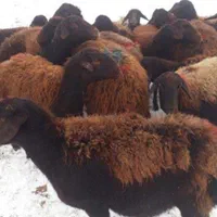 شهرداری دام و زنده درتهران