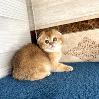 مجموعه گربه های نایس و دلربا|گربه|اصفهان, احمدآباد|دیوار