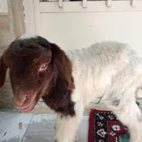 بره نر شیری