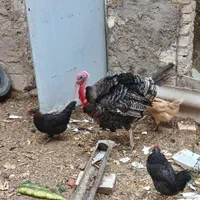 بوقلمون نر و ماده