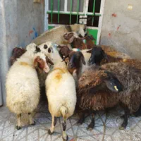 همه‌ نوع‌ گوسفند‌ کشتاری‌ بصورت‌ تکی