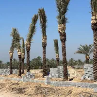 نخلستان در انزلی|خدمات باغبانی و درختکاری|بندر انزلی, |دیوار