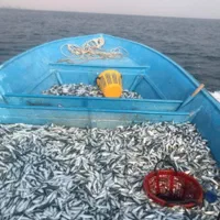 اجاره مجوز قایق صید ماهی ساردین حشینه