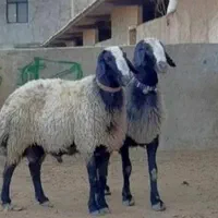 گوسفندزنده شبانه روزی سراسرتهران|حیوانات مزرعه|تهران, نیروی هوایی (پیروزی)|دیوار