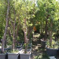نهال درخت گل وگیاه فروشی درختچه میوه بزرگ بلند|گل و گیاه طبیعی|تهران, باغ خزانه|دیوار
