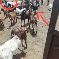 بز و تکشاد|حیوانات|تربت جام, معدآباد|دیوار