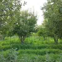 زمین باغ ویلا ۵۰۰مترسند آب برق گاز گل مکان گلستان|فروش زمین و ملک کلنگی|مشهد, وکیل‌آباد|دیوار