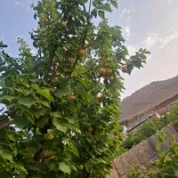 خونه باغ ویلا وشنوه خانه در منطقه خوش آب هوا و خنک|فروش خانه و ویلا|قم, بنیاد|دیوار