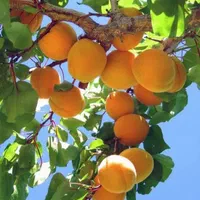 ارقام نهال های زردآلوگلدانی باردهی کرده آماده کاشت|خدمات باغبانی و درختکاری|شیراز, اصلاح‌نژاد|دیوار