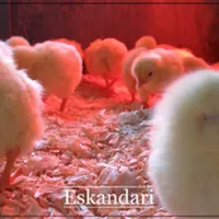 ماشین جوجه کشی جوجه ساز کش - جوجه آوری اتوماتیک|لوازم جانبی حیوانات|کرج, ساماندهی|دیوار