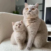 مهد گربه اشرافی/اسکات لندی/بریتانی ی/چین،چیلا|گربه|تهران, شهرک غرب|دیوار