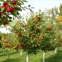 انجام کلیه امور باغبانی و‌ درختکاری|خدمات باغبانی و درختکاری|اصفهان, پارک مشتاق|دیوار