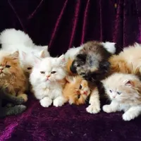 گربه پرشینکت/چینچیلا/بریتیش/اسکات/فنجانی