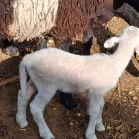 بره نر دورگ لاکن ودو رگ آصف از شیر گرفته شده|حیوانات مزرعه|اردکان, |دیوار