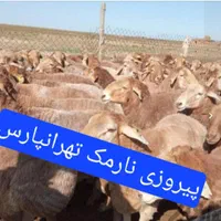 گوسفند زنده شبانه روزی سرتاسر تهران در اسراع وقت|حیوانات مزرعه|تهران, نیروی هوایی (پیروزی)|دیوار