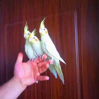 فروش عروس هلندی در همه رنگ دستی با ضمانت یک ماهه|پرنده|تهران, سلسبیل شمالی|دیوار