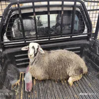 گوسفند زنده.به تمام نقاط تهران...|حیوانات مزرعه|تهران, جیحون|دیوار