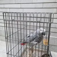 طوطی کاسکو دم قرمز سخنگو|پرنده|خمینی‌شهر, |دیوار