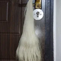 دم اسب