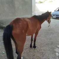 فروش اسب مادیان سرحال وجوان