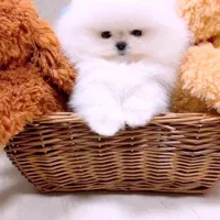 توله سگ پامر . پامرانین خرسی سفید ۳ ماه|سگ|تهران, شهرک غرب|دیوار