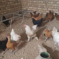 مرغ و خروس|حیوانات مزرعه|بهار, |دیوار
