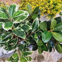 درختچه گیاه گل مصنوعی فیکوس