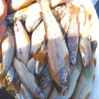 تور ماهیگیری مدل پرتابی|ماهیگیری|ارومیه, |دیوار