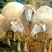 بره قلم آبی پرگوشت گوسفند زنده|حیوانات مزرعه|مشهد, آبکوه|دیوار