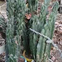 گل کاکتوس و کراسولا|گل و گیاه طبیعی|سیاهکل, |دیوار