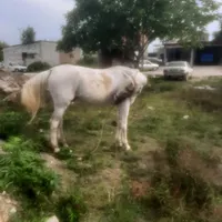خریدوفروش اسب