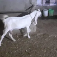 سه عدد بز نژاد گلابی
