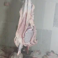 چپش کهره بره گوسفند کشتار گوشت محلی فقط جمعه ها