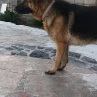 واگذاری انواع سگ