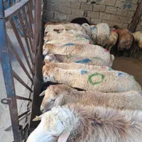 گوسفند مغان بیجار بجنورد افشار کردستان زنده باقصاب|حیوانات مزرعه|کرج, کیانمهر|دیوار