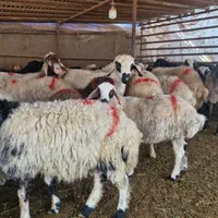 گوسفند زنده الو دام تحویل درمحل باقصاب خوش اخلاق|حیوانات مزرعه|تهران, پونک|دیوار