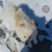 این سگ گمشده به یابنده مژدگانی داده می‌شود