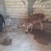 گاو گوساله
