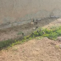 فروش سه لانه مرغ با 40 عدد جوجه سه ماه کوردی|حیوانات مزرعه|کرمانشاه, |دیوار