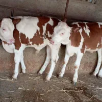 شروع فروش گوساله|حیوانات مزرعه|یزد, |دیوار