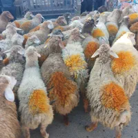 شاهین ویلا گوسفند باغستان گوهردشت گلشهرکل کرج زنده|حیوانات مزرعه|کرج, شاهینویلا|دیوار