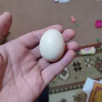 تخم مرغ بومی محلی قیمت عمده بخر  قیمت 5|حیوانات مزرعه|اصفهان, عباس‌آباد|دیوار