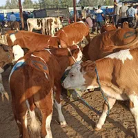 گوساله سیمینتال پای پروار|حیوانات مزرعه|اصفهان, احمدآباد|دیوار