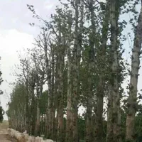 نخل فونیکس پالم درختان بزرگ نهال درخت گل وگیاه رز|خدمات باغبانی و درختکاری|تهران, باغ خزانه|دیوار