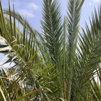 فروش شاخه خرما