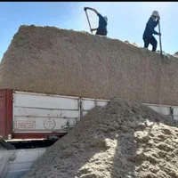 باگاس نیشکر کاه نیشکر جایگزین کاه گندم،. بصرفه|حیوانات مزرعه|اصفهان, آزادگان|دیوار