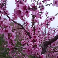 باغ زمین کشاورزی 460متری پل زمانخان|فروش دفتر صنعتی، کشاورزی، تجاری|شهرکرد, |دیوار