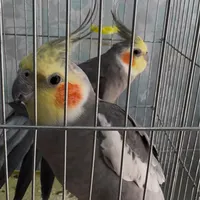 گمشده دو عدد عروس هلندی